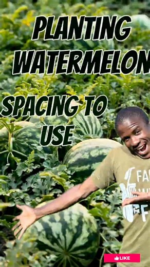 235K views · 5.7K reactions | Step by step watermelon melons planting guide | Farm With Fred | Facebook
