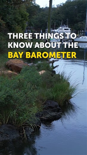 The Bay Barometer is an annual publication covering the most recently updated outcomes of the Chesapeake Bay Watershed Agreement. 🦀 🌳 This year's Bay Barometer covers 12 outcomes on issues ranging from blue crabs and forest buffers to public access and oyster habitat. Visit ChesapeakeBay.net/BayBarometer to download the report! 🦪 ⛵️ | Chesapeake Bay Program