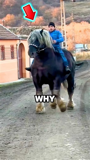 The Horse No One Dares Ride 😳