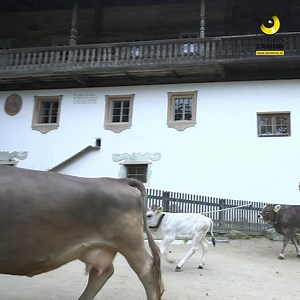 Am Tirolerhof ist was los! 😍 Unser Tiroler Grauvieh-Nachwuchs Seppl flitzt mit den zwei Braunvieh-Jungtieren Biene und Blume schon durch die Anlage. 🐾 So cool! ✌🏻 | Zoo Vienna Schönbrunn