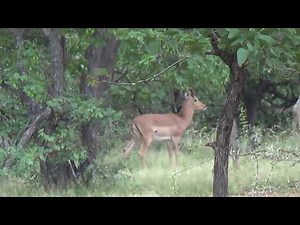 Impala Hunting In South Africa With A .375 Ruger