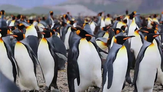 penguins video 4k HDR