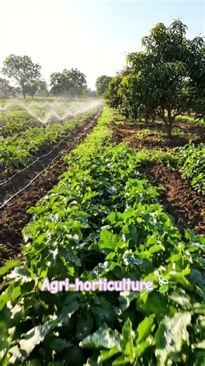 #Horticultue#agriculture#irrigation#watersave#orchad#fruits#farmers#vegetables#crops