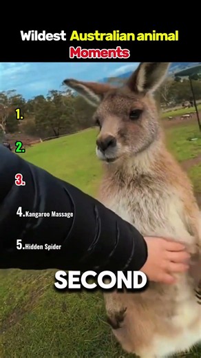 Top 5 "Only In Australia" Animal Moments 💀