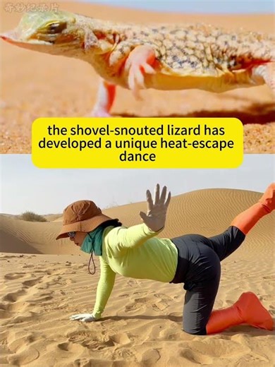 70°C Desert Heat! The Lizard’s Survival Dance to Avoid Burning Alive