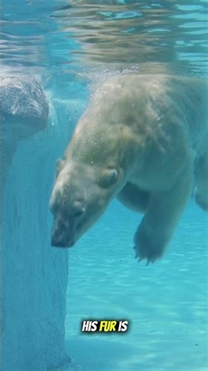 The World’s Largest Land Predator 😳