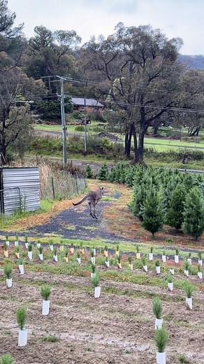 3.2K views · 53 reactions | Skippy and his mates checking out the farm! 輦 | Montrose Christmas Tree Farm | Facebook