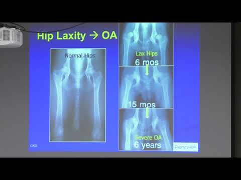 Collie Health Foundation Seminar on Hip & Elbow Dysplasia, OFA and Pennhip
