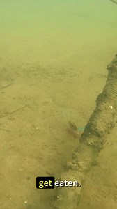 The ultimate river and estuary lure presentation is here! Everything eats a prawn, and the go-to prawn imitation, ZMan PrawnZ Elite, is now available in a 2.5" and 3" snack size model. Tie one on! PrawnZ Elite feature an ultra-realistic profile, 10X Tough construction, segmented body and cupped tail for a natural prawn kick, internal glass rattle, and that leg and antennae vibration on the retrieve and sink, that fish cannot resist! This lure is working for you throughout the entire retrieve. Ch