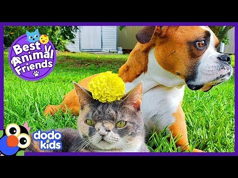Adorable Cat With A Special Nose Loves Her Dog Best Friend | Animal Videos For Kids | Dodo Kids
