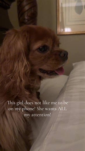 Ruby girl does not like it when I am in my phone. She wants ALL my attention. I ❤️ you Ruby girl!! 🐶❤️🐶 #dogs #dogsoftiktok #spoileddog