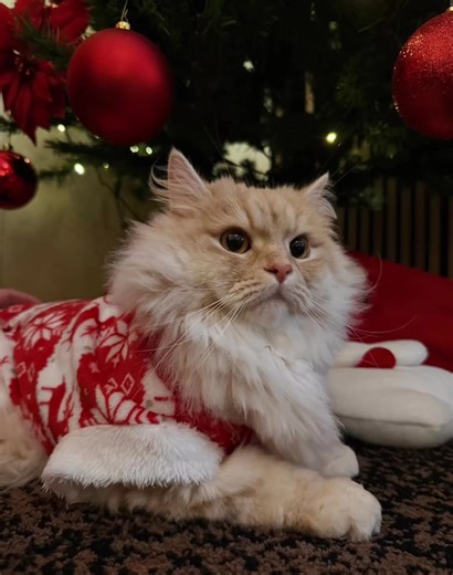 Merry Christmas 🎅 🎄 #cats #fyp #قطط #dogs #goviral