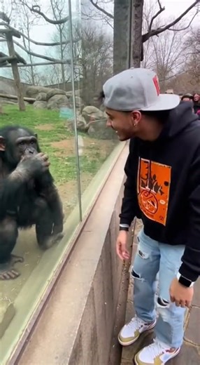 🎵 You Won’t Believe How This Chimpanzee Beatboxes Like a Human 🐒✨ #funny #animals #viralshorts