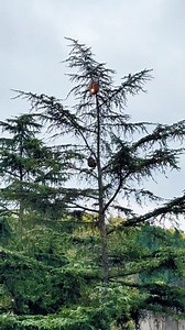 Laser vs. Wasp Nest #laser #futuretech #redcoast laser obstacle remover 🌐 https://www.redcoastlaser.com | Redcoast Laser