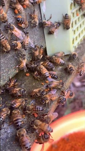 Worker Bees with Pollen 🐝 | Busy Hive Moments