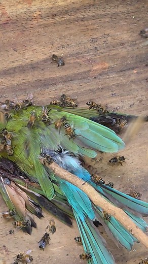 93K views · 423 reactions | I want to help the Bee-eater,but the bees are too hairy. | Phary BeeKeeper | Facebook