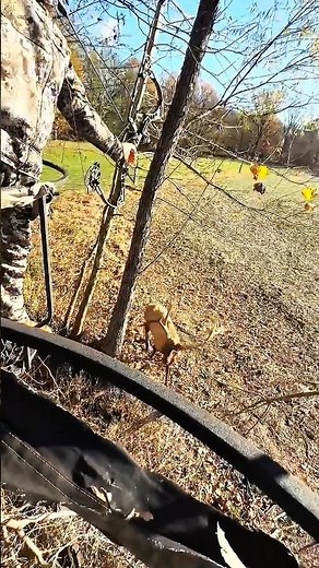 Bull Elk Bow Hunt – Perfect Shot! 🏹🦌 #huntinglife #hunting #wildlife #deerhunting #nature