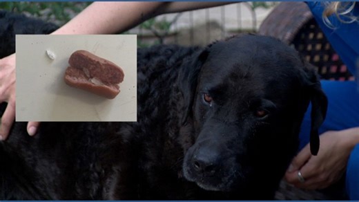 Random meth-laced hot dogs poison family pets at Colorado home