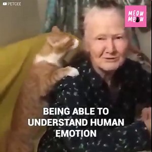 She had a last wish. Hugging her cat one last time. This woman knew her end was coming and she wanted to leave while listening to his purrs. Her face said it all, she was the happiest woman in the world. The cat, on the other hand, was losing his human mother and, with her, all his joy. This last picture would show the powerful bond humans and animals share. You can now also find us on Youtube: http://bit.ly/yt-thekiwi | Meow Meow