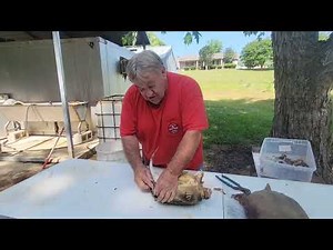 Scraping and Processing a Snapping Turtle