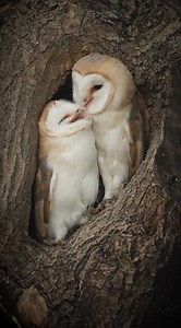 359K views · 9.4K reactions | Feathered Affection 黎 襁 Barn owls...
