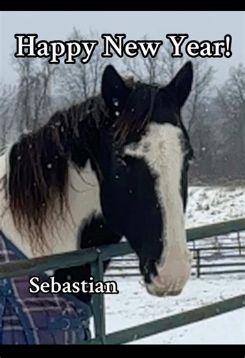 Wishing everyone peace, love, hope and happiness from all of us at Little Brook Farm! ❤️ These are the 13 of our rescues at Valley View; safe, warm, well fed and protected for their lifetime. #HorseRescue #HappyNewYear #2026 #Rescue #HorseTok