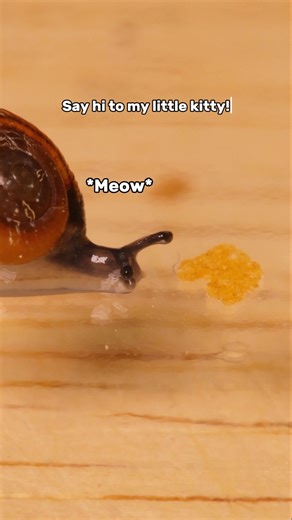 The tiny snail going for a snack