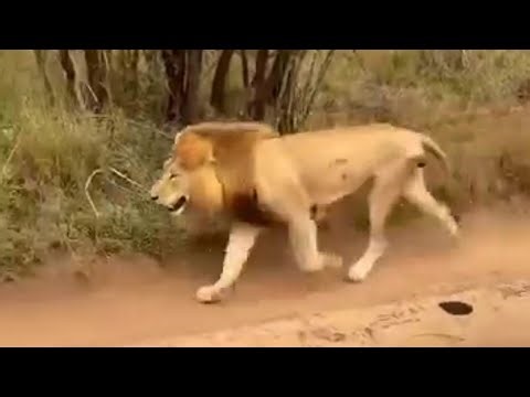 Tumbela male Lion Running Full speed after the fight with Plain Camp Males | 11 October 2023