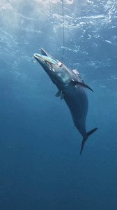 The Laser Pro is the world’s TOUGHEST trolling minnow 💪🏼🔥 #youknowtheywork | Halco Tackle