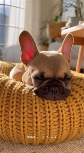 10s French Bulldog 5-2-5 Breathing Meditation 🐶✨