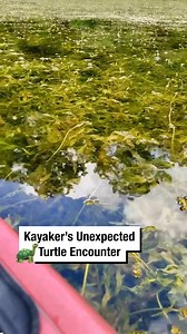133K views · 439 reactions | Kayaker’s Unexpected Turtle Encounter!  | Wrestling News | Facebook