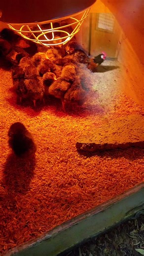 ‏#chick #chekin🍗🍔🍕🌮🥗 #egg #ڕانیە_سلێمانی_کەرکوک_هەولێر_قەڵادزێ