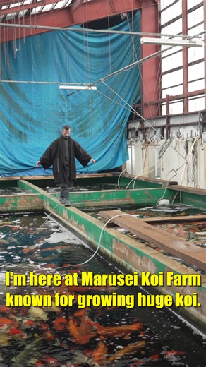 Discover the Best Koi at Marusei Koi Farm