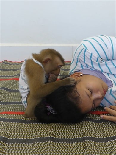 Cute Baby Monkey Bom's Family | Mr Bon