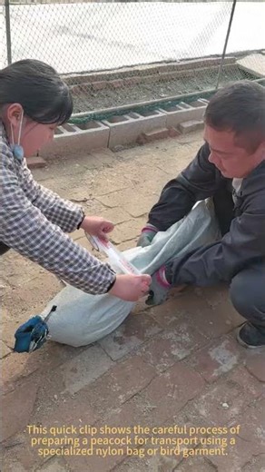 How to Pack a Peacock for Transport