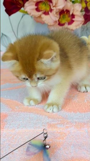 Deana British Shorthair Black Golden Female