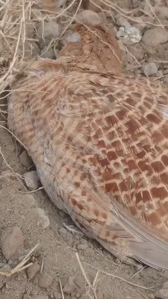 teeter male 😂 scene