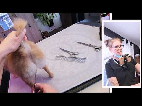Fixing Bad Scissor Marks On a Dog (Grooming Repair)