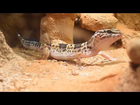 Leopard Gecko hunting