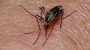 Scientist accidentally experiments on himself, wife