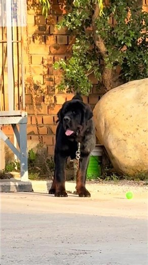 Tibetan Mastiff: Untamed Mountain Monster