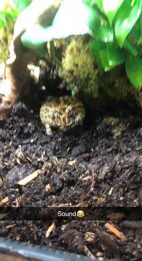 Pac-Man Frog Scream Compilation