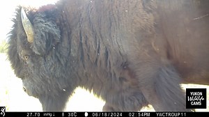 The seasonal ponds never materialized this spring, leaving fewer options for wildlife to quench their thirst. Targeting the few that did however, has yielded some fun variety as seen here in less than six days from June: bison, coyote, wild horses, elk, and finally a moose and her calf. #yukonwildlife | Yukon Wildlife Cams