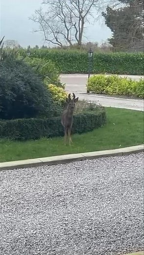 115K views · 1.7K reactions | A Little Rossington Hall Magic ✨ Look...