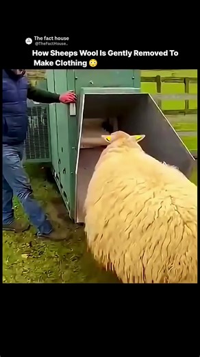 How Sheep Wool Is Gently Removed for Clothing 🐑✨ | Wool Removing From Sheep