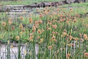 Cyperus articulatus - Alchetron, The Free Social Encyclopedia