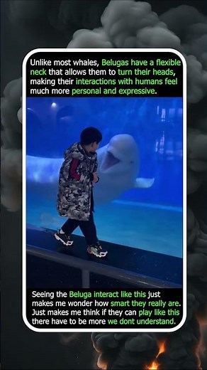 Watch This Beluga Whale Interact With Humans
