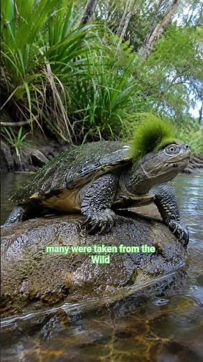 This turtle has a green mohawk and it’s one of Australia’s strangest endangered reptiles.