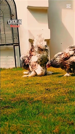 chicken breeds 🥚 😱 🤯 You won't believe how big a Brahma chicken is! #chicken