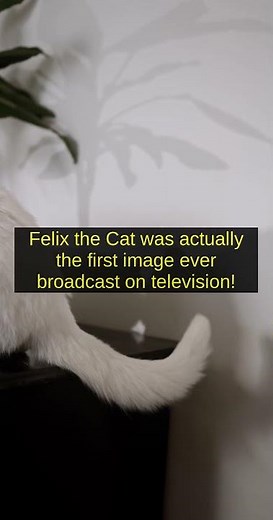 The Secret History of the First Cartoon Cat!